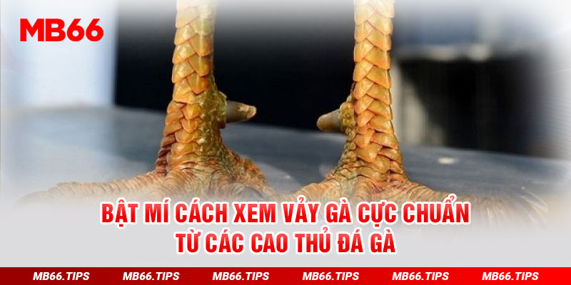 Bật Mí Cách Xem Vảy Gà Cực Chuẩn Từ Các Cao Thủ Đá Gà