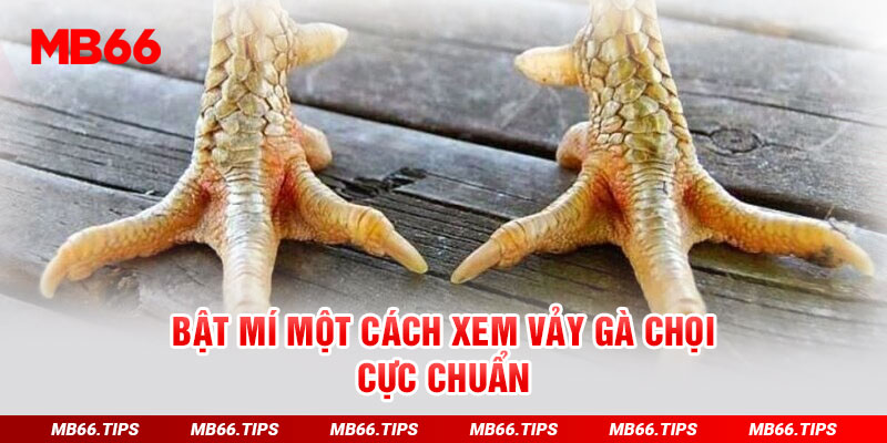 Bật mí một cách xem vảy gà chọi cực chuẩn