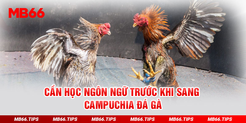 Cần học ngôn ngữ trước khi sang campuchia đá gà