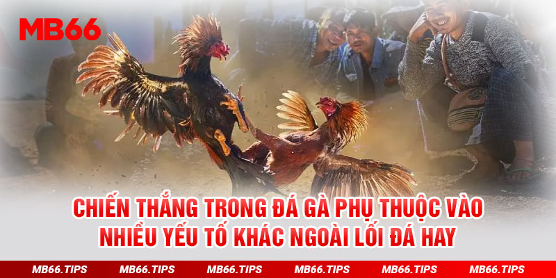 Chiến thắng trong đá gà phụ thuộc vào nhiều yếu tố khác ngoài lối đá hay