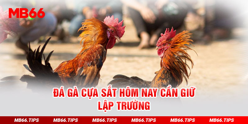 Đá gà cựa sắt hôm nay cần giữ lập trường