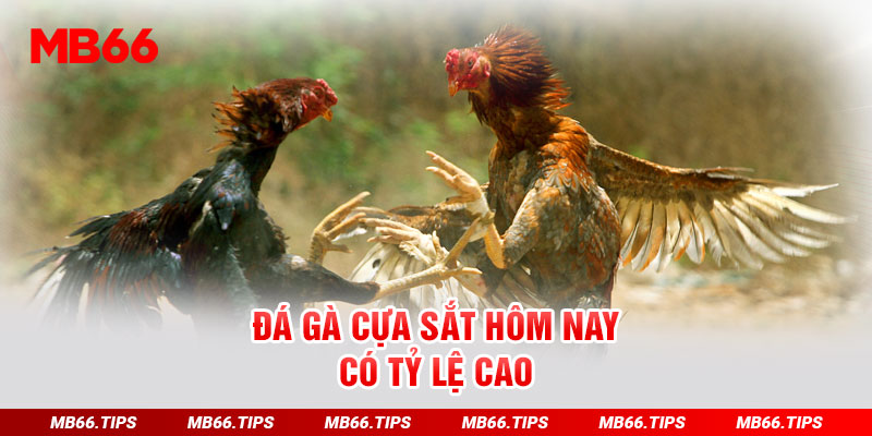 Đá gà cựa sắt hôm nay có tỷ lệ cao