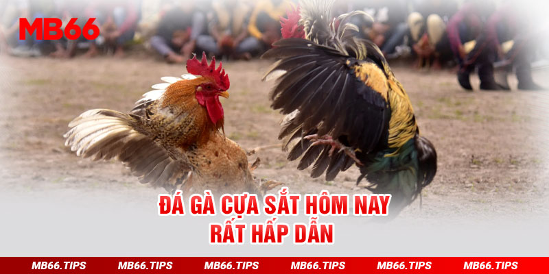 Đá gà cựa sắt hôm nay rất hấp dẫn