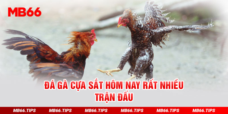 Đá gà cựa sắt hôm nay rất nhiều trận đấu