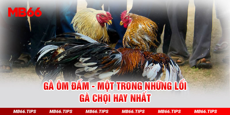 Gà ôm đấm - Một trong những lối gà chọi hay nhất