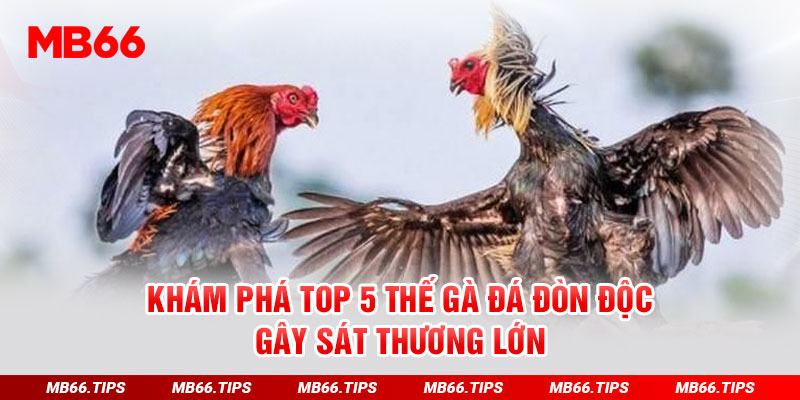 Khám Phá Top 5 Thế Gà Đá Đòn Độc Gây Sát Thương Lớn