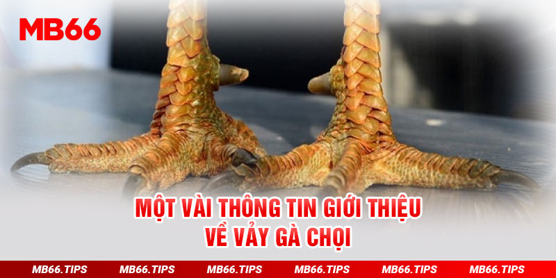 Một vài thông tin giới thiệu về vảy gà chọi