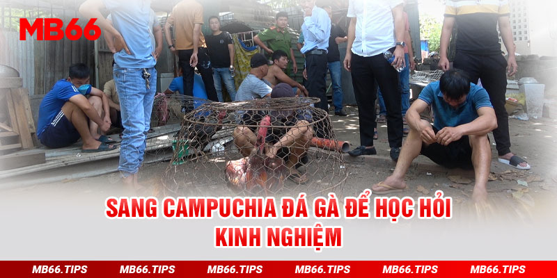 Sang campuchia đá gà để học hỏi kinh nghiệm