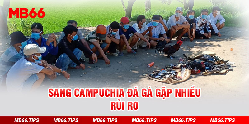 Sang Campuchia đá gà gặp nhiều rủi ro