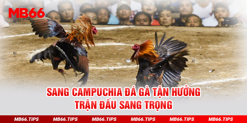 Sang campuchia đá gà tận hưởng trận đấu sang trọng