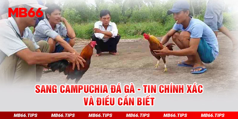 Cùng MB66 Khám Phá Ưu Điểm Khi Sang Campuchia Đá Gà