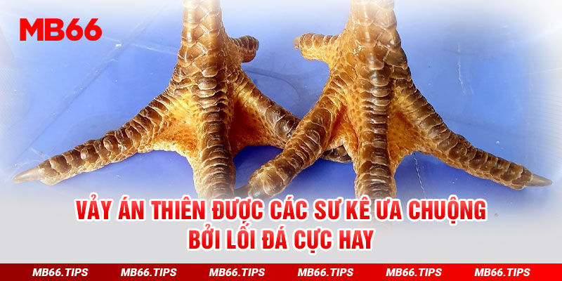 Vảy án thiên được các sư kê ưa chuộng bởi lối đá cực hay