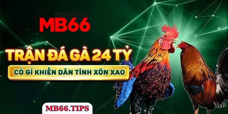 Tìm Hiểu Về Trận Đá Gà 24 Tỷ MB66 Vang Danh Châu Á